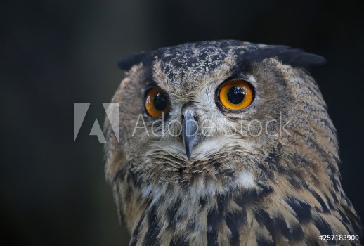 Picture of Portrait of an owl